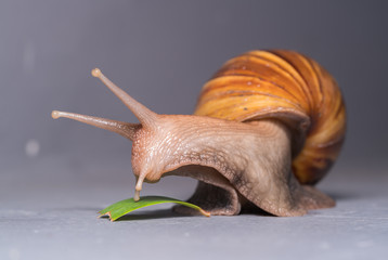 Close up of a snail

