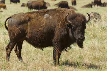 Buffalo in grassland of Custer State Park in South Dakota