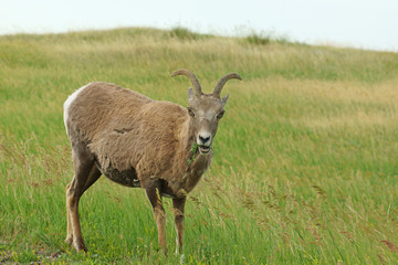 Bighorn sheep graze at Badlands National Park in South Dakota