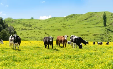 Zelfklevend Fotobehang Koe Hereford-runderen grazen op een veld van gele boterbloem voor groene glooiende heuvels van Nieuw-Zeeland.