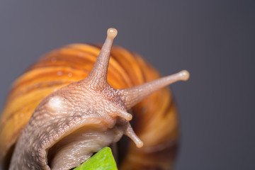 Snail close-up view 
