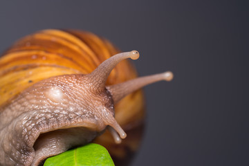 Snail close-up view 
