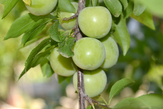 green plums on tree