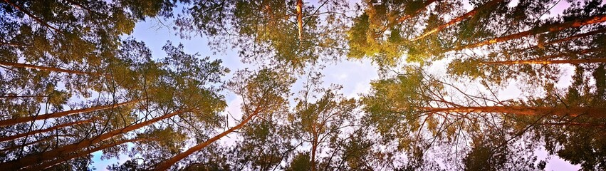 Wald Himmel Panorama