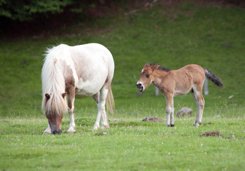 small pony and his mother grazing