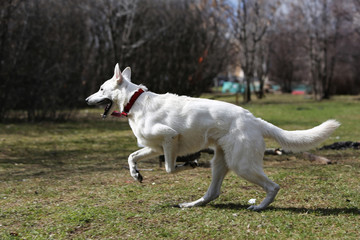 Obraz na płótnie Canvas White Swiss shepherd dog