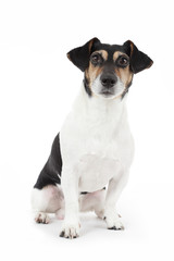 portrait chien Jack Russel terrier