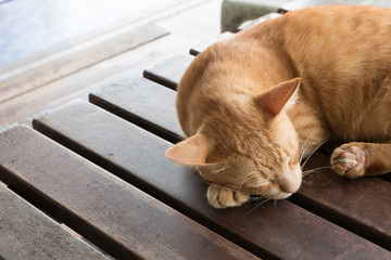 yellow brown adorable cat sleep tight alone on wooden table.

