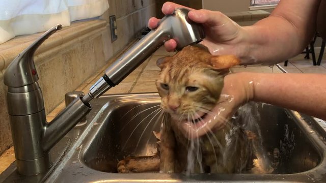 4K HD Video of a cat getting a flea bath. Fleas and ticks are a common pest with household pets during the spring and summer especially. Very unhappy wet orange ginger tabby cat.