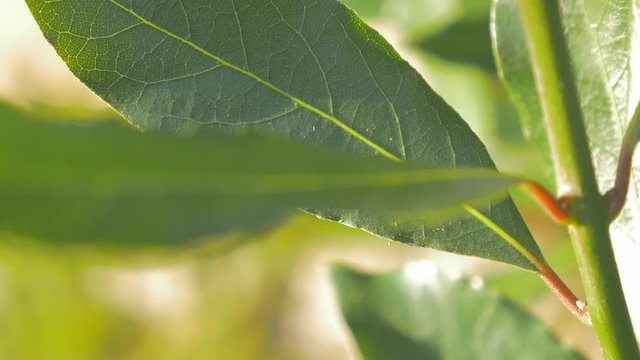 Laurus nobilis laurel outdoor tree green leaves natural 4K 2160p UHD footage - Laurel slow panning tree leaves 4K 3840X2160 UHD video 