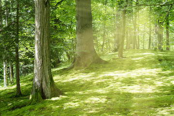 Waldlichtung © DoraZett