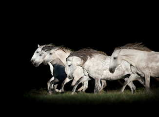 herd of white horses in the dark