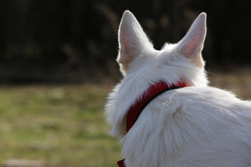 Fototapeta na wymiar White Swiss shepherd dog ears rear view
