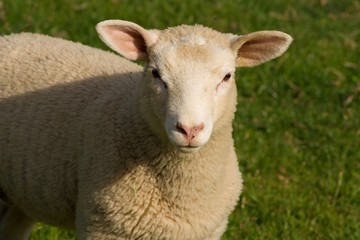 Sheep close up (detail) portrait