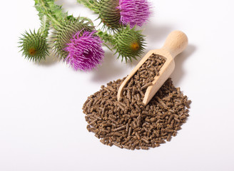 Granular and fresh thistle with flowers. (Silybum marianum)