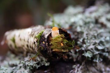 Mushrooms on the tree