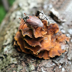 Beetle on the tree mushroom - 115400545