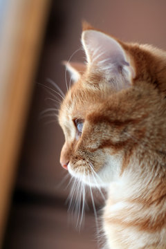 Red cat in profile