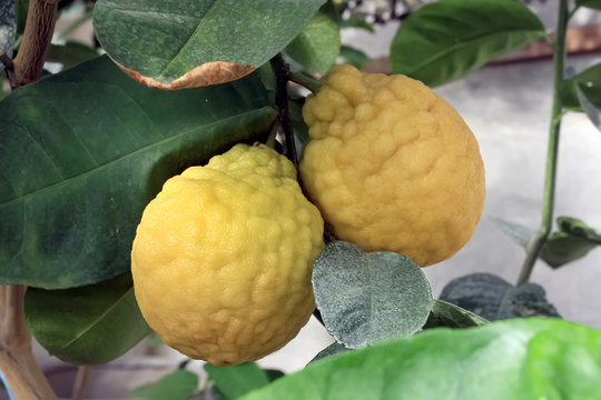 Lemons on tree