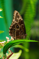 Closeup butterfly on flower. Common tiger butterfly.