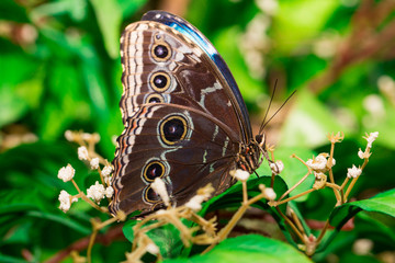 Obraz na płótnie Canvas Closeup butterfly on flower. Common tiger butterfly.