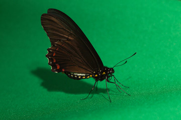 Closeup butterfly on flower. Common tiger butterfly.