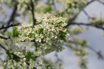 Flowers of the cherry blossoms on a spring day