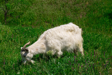 Obraz premium goat with bunch of green lush grass on the summer meadow