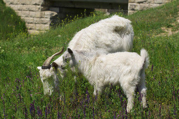 Fototapeta premium goat with bunch of green lush grass on the summer meadow