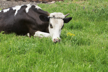 Funny cow on a green summer meadow.