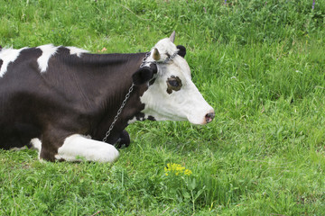 Funny cow on a green summer meadow.