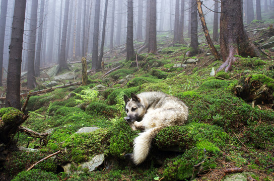Beautiful summer forest mountain path