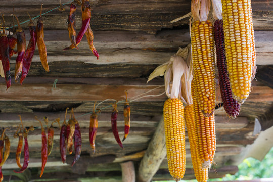 Dried corn on the ceiling in a restaurant of medieval town of Perouges, France