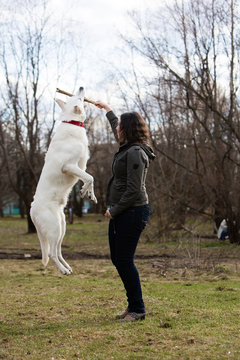 Woman playing with white Swiss shepherd dog