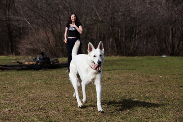 Woman playing with white Swiss shepherd dog