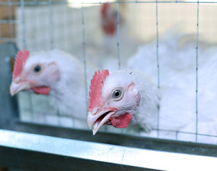 Few chickens eating combined feed in the cage © kingan