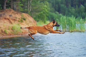 Fototapeta na wymiar Belgian Shepherd dog Malinois jumping into water