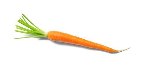 Carrot isolated on white