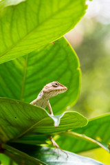 close up thai chameleon on leaves