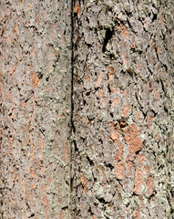 Pine tree bark.