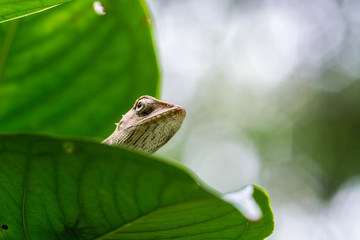 close up thai chameleon on leaves