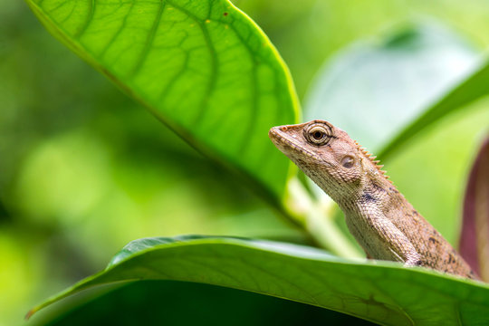 close up thai chameleon on leaves