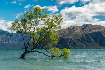 Famous Wanaka lone tree. Wanaka New Zealand