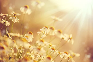 Foto auf Acrylglas Gänseblümchen Schöne Naturszene mit blühenden Kamille in Sonneneruptionen