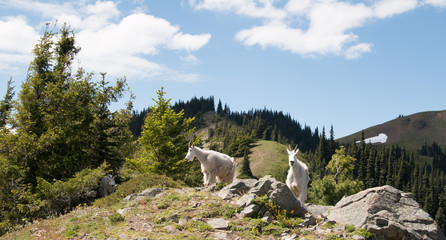 Mother Nanny Goats walking down Hurricane Hill in Olympic National Park in Washington State USA