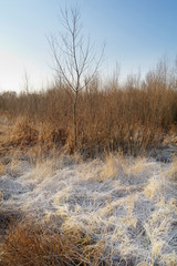 frozen straw on wilderness