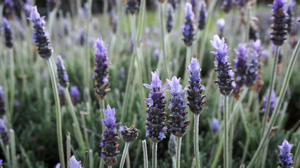 Lavender flowers in the field in spring