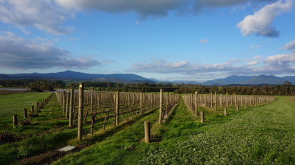 Fototapeta na wymiar Neat rows of grape-bearing vines in a vineyard