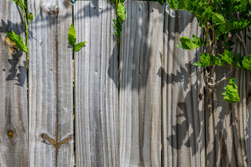 Fence with Ivy