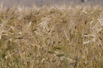 Beautiful golden cereals field